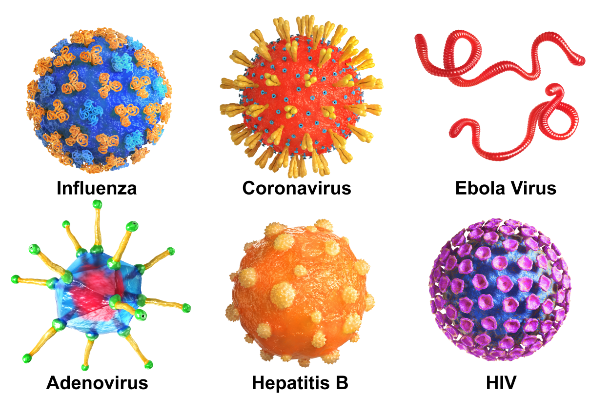 Teaching about viruses, types of viruses graphic