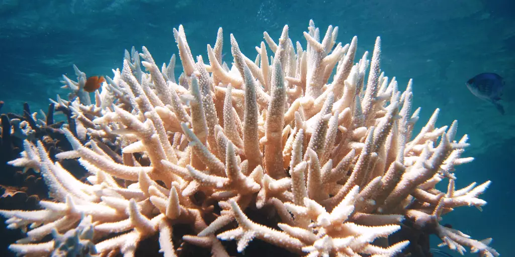 Warmer water temperatures can result in coral bleaching.